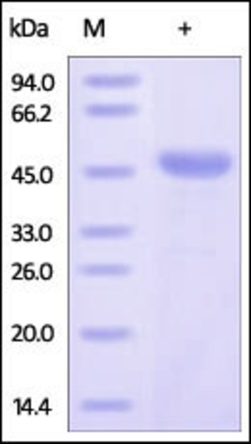 BCL2L1 Recombinant Protein