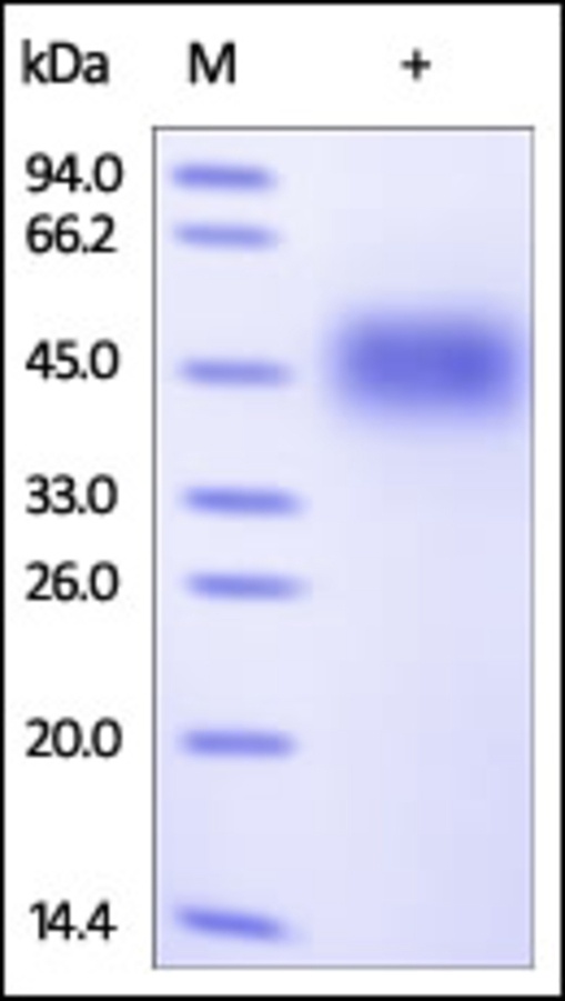 SLAMF 4 Recombinant Protein