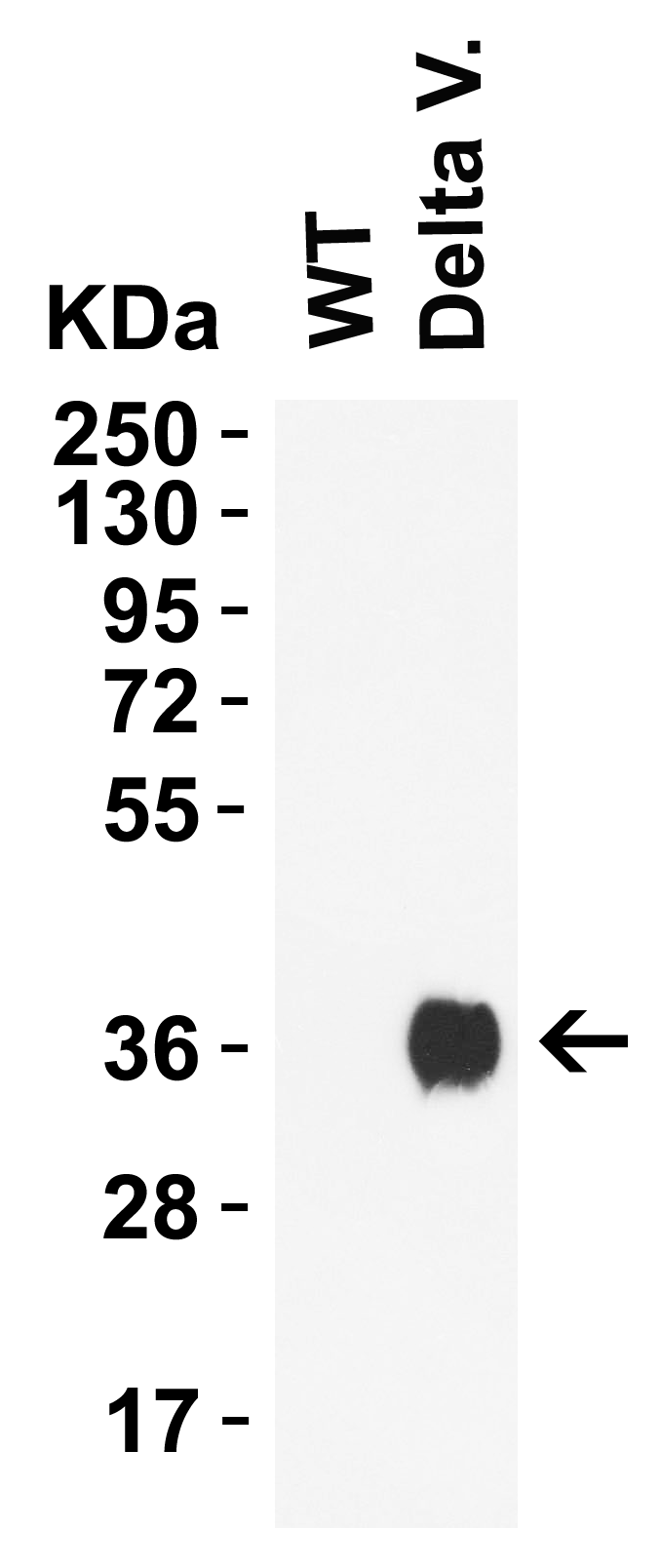 SARS-CoV-2 (COVID-19) Delta Variant Spike RBD (His-Avi Tag) Recombinant Protein