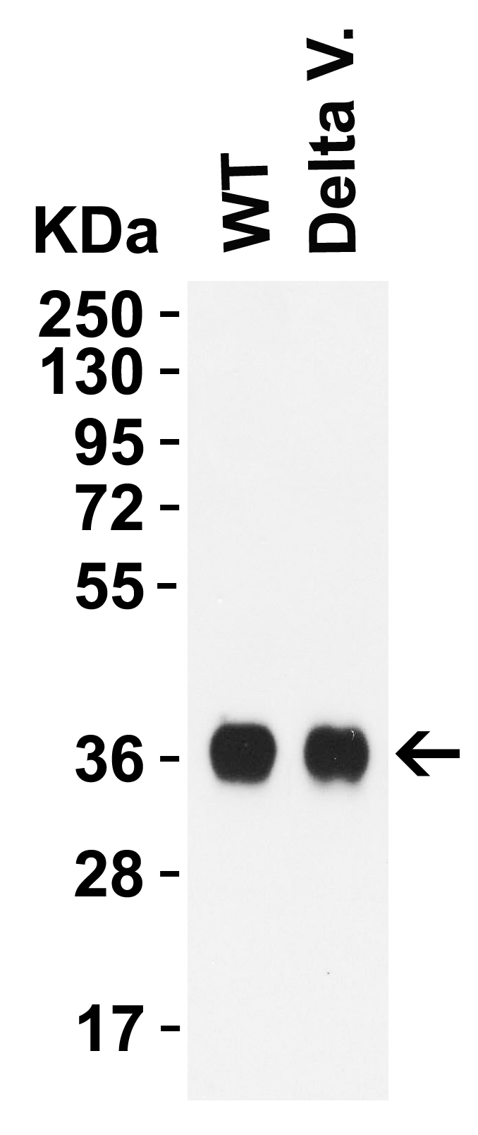 SARS-CoV-2 (COVID-19) Delta Variant Spike RBD (His-Avi Tag) Recombinant Protein