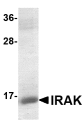IRAK Recombinant Protein