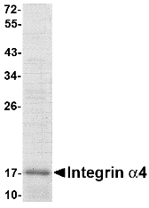 Integrin alpha 4 Recombinant Protein