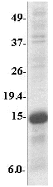 MyD88 Fragment Recombinant Protein