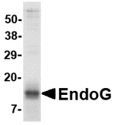 EndoG Fragment Recombinant Protein