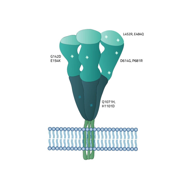 SARS-CoV-2 (COVID-19) Full-Length Kappa Variant (B.1.617.1, India) Spike Recombinant Protein