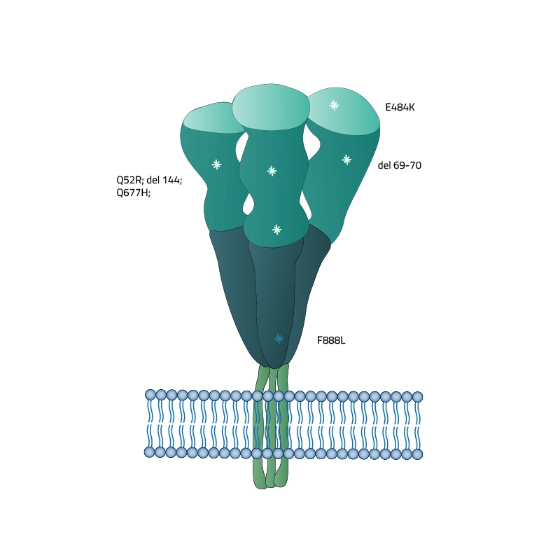 SARS-CoV-2 (COVID-19) Full-Length Eta Variant (B.1.525, UK) Spike Recombinant Protein