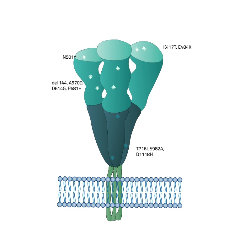 SARS-CoV-2 (COVID-19) Full-Length Gamma Variant (P.1, Brazil) Spike Recombinant Protein