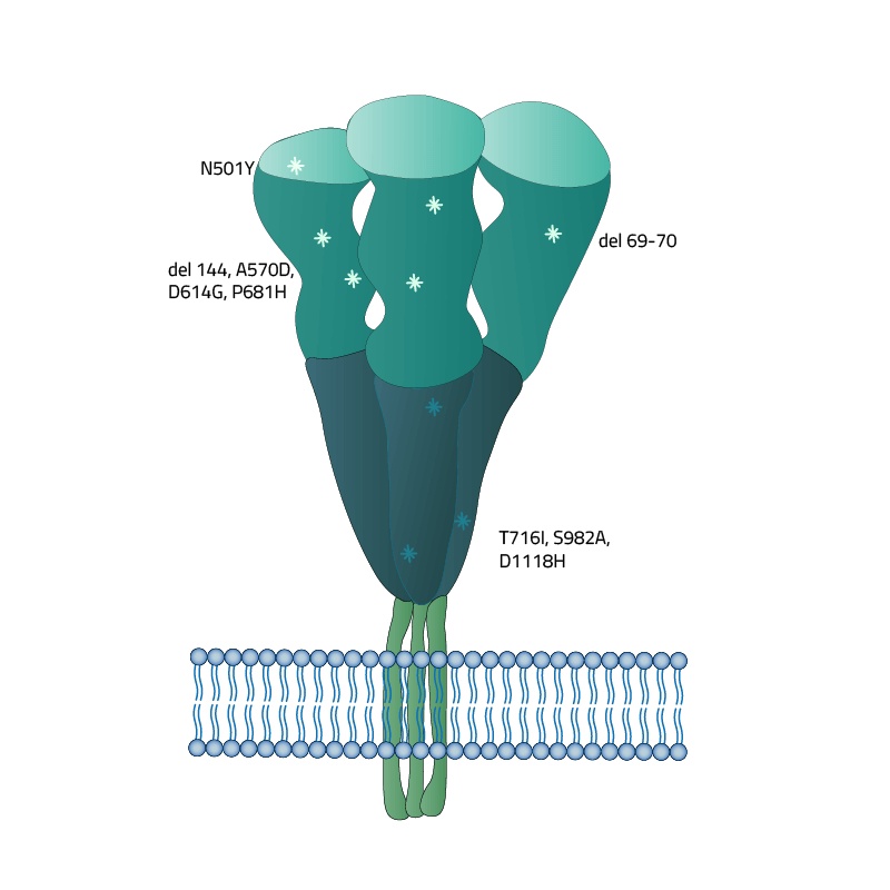 SARS-CoV-2 (COVID-19) Full-Length Alpha Variant (B.1.1.7, UK) Spike Recombinant Protein