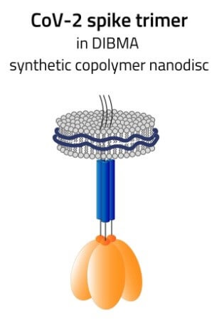 SARS CoV-2 full length spike protein in DIBMA Glycerol