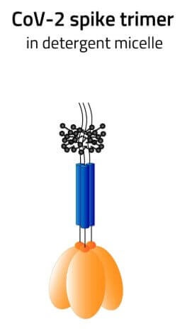 SARS CoV-2 full length spike protein in LMNG detergent