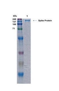 SARS-CoV-2 (COVID-19) Spike (D614G) (Stable Trimer) Recombinant Protein