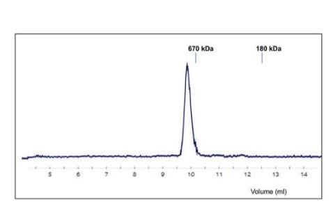SARS-CoV-2 (COVID-19) Spike (D614G) (Stable Trimer) Recombinant Protein