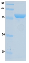 SARS-CoV-2 (COVID-19) NSP7 Recombinant Protein
