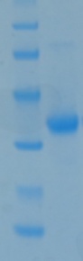 SARS-CoV-2 (COVID-19) NSP5 Recombinant Protein