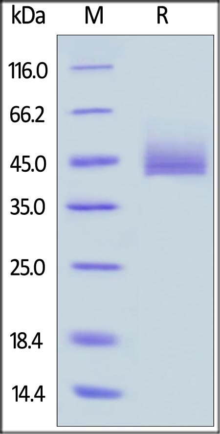 CD3 epsilon&CD3 gamma Heterodimer Recombinant Protein