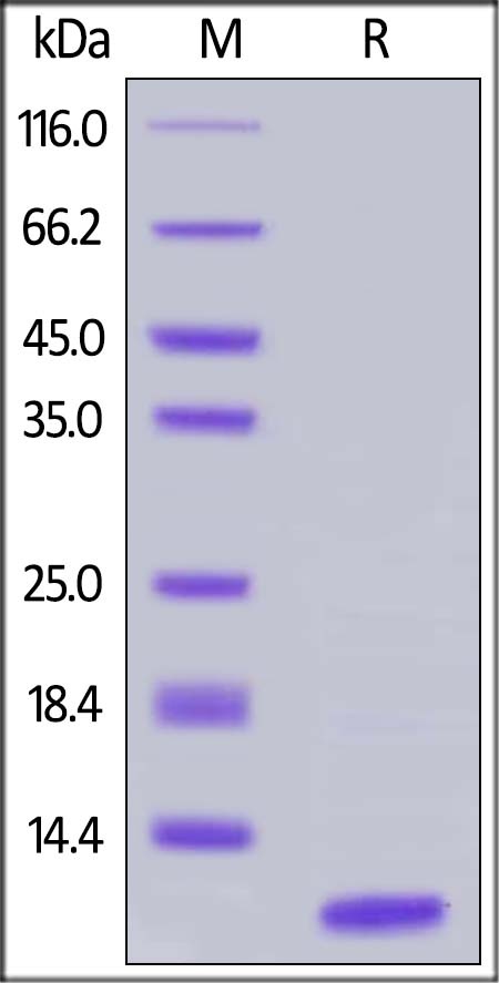 Complement Component C5a Recombinant Protein