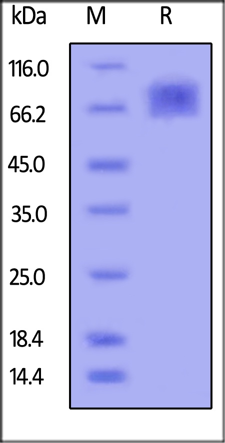 ICAM-1 / CD54 Recombinant Protein