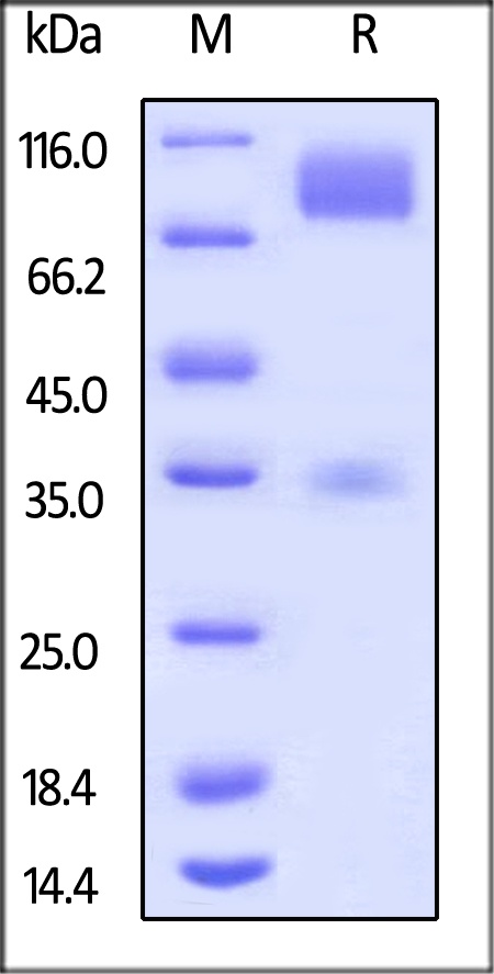 CD155 / PVR Recombinant Protein