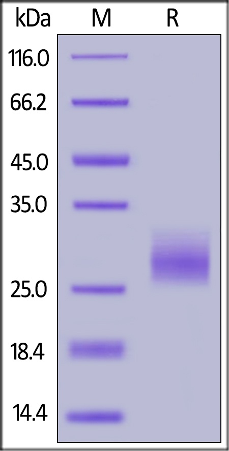 LAIR1 / CD305 Recombinant Protein
