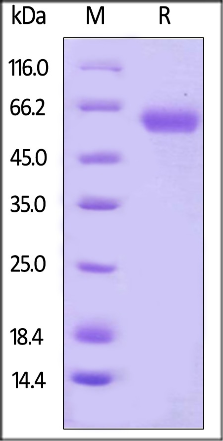 CD48 / SLAMF2 Recombinant Protein