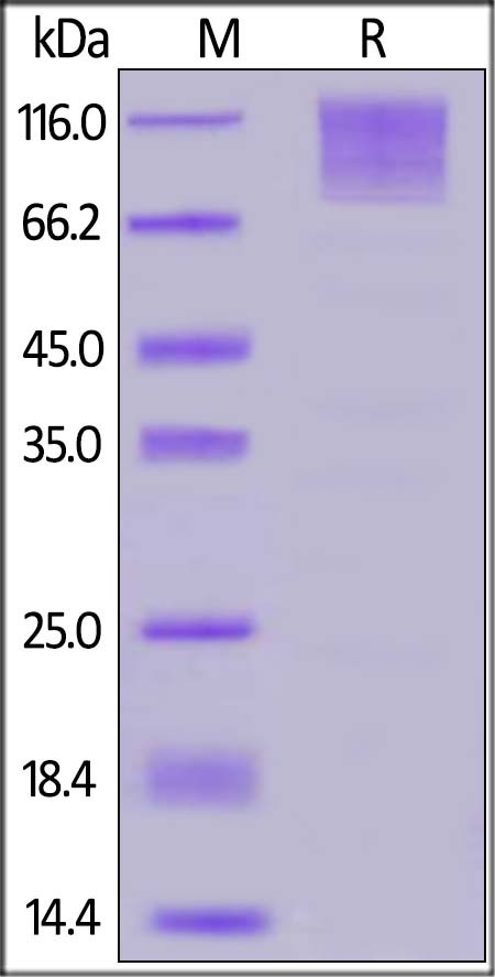 CD96 / TACTILE Recombinant Protein