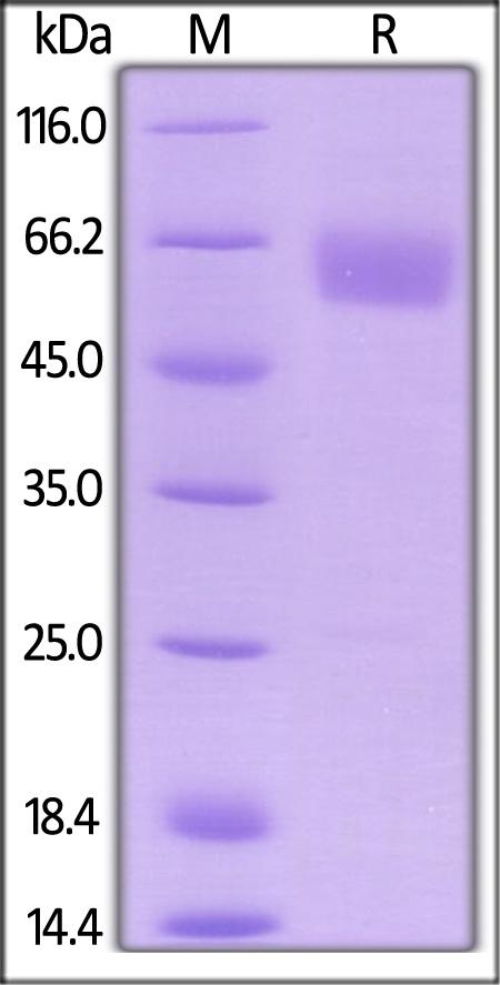 Rhesus macaque CD28 Recombinant Protein