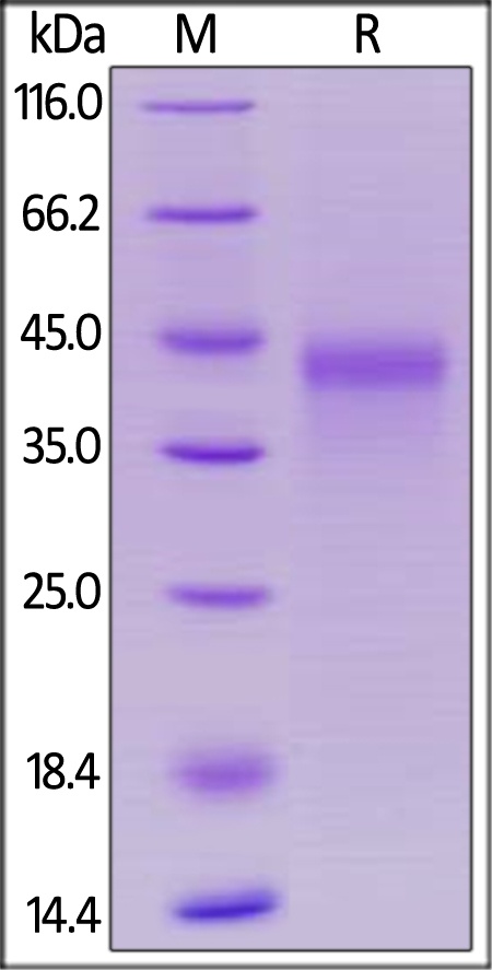 Marmoset OX40 / TNFRSF4 / CD134 Recombinant Protein
