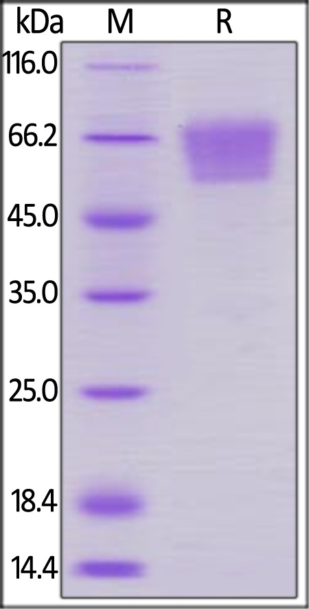 CD27 / TNFRSF7 Recombinant Protein