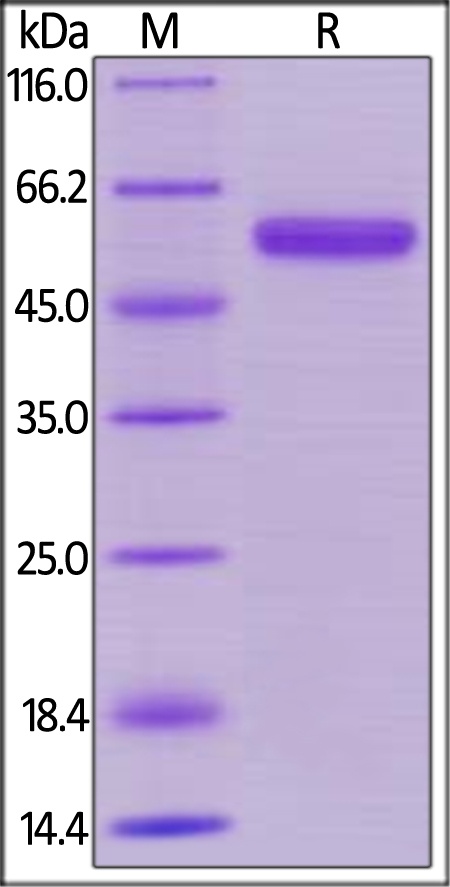 CD40 / TNFRSF5 Recombinant Protein