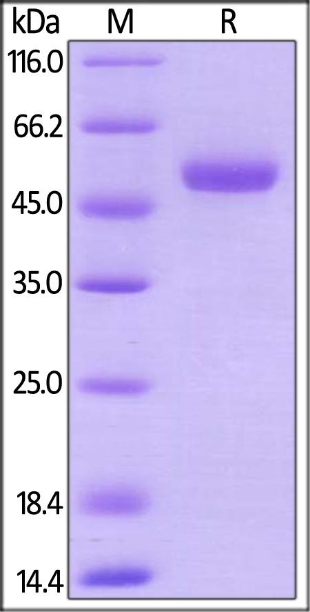 CD27 Ligand / CD70 Recombinant Protein