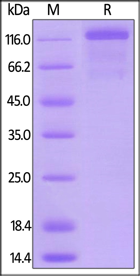 VEGF R3 / FLT4 Recombinant Protein