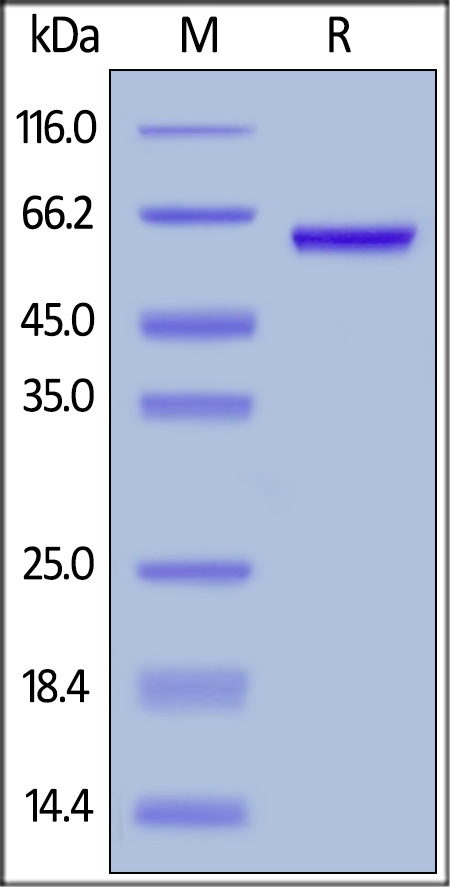 HMGB1 Recombinant Protein
