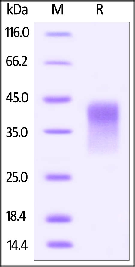 PD-1 / PDCD1 Recombinant Protein