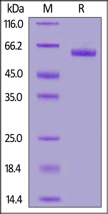 DLL3 Recombinant Protein