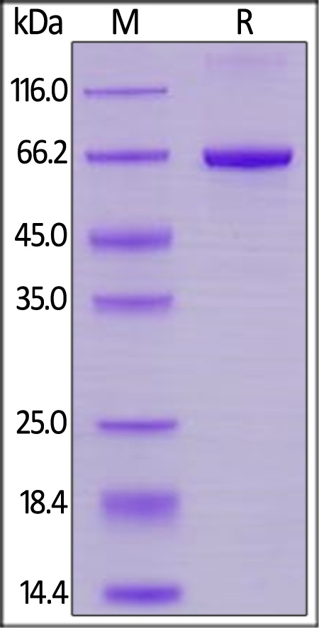 SIRP alpha / CD172a Recombinant Protein