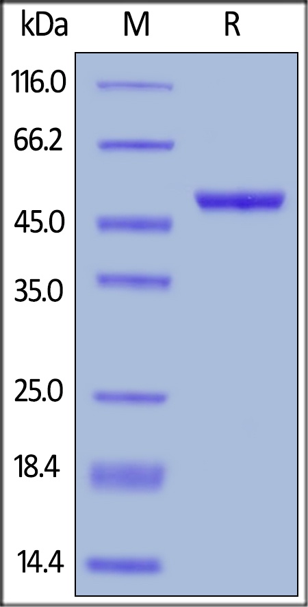 LIGHT / TNFSF14 Recombinant Protein