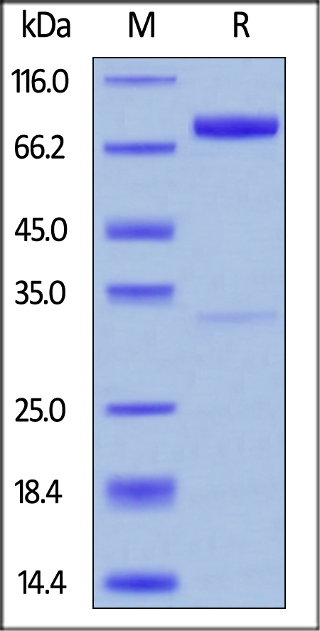SIRP beta / CD172b Recombinant Protein