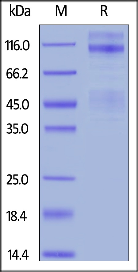 IGF-I R / CD221 Recombinant Protein