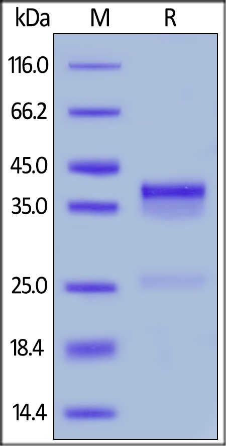 CTGF / CCN2 Recombinant Protein