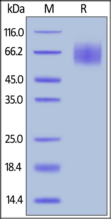 SIRP alpha / CD172a Recombinant Protein