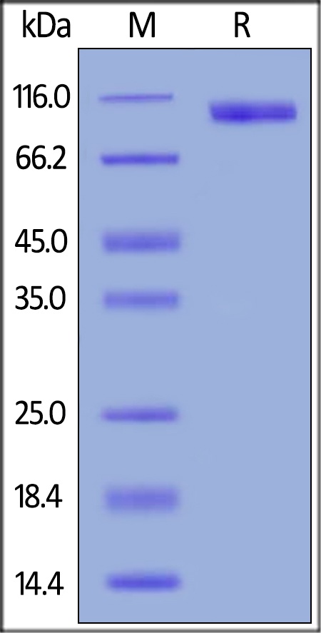B7-H3 (4Ig) / B7-H3b Recombinant Protein