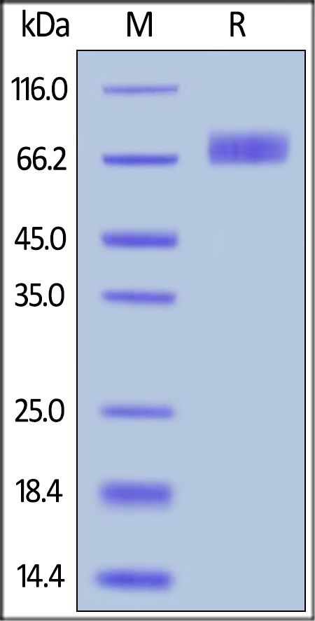 B7-H3 (4Ig) / B7-H3b Recombinant Protein