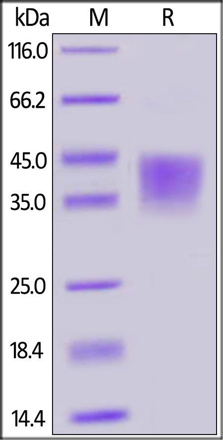 Rhesus macaque CD28 Recombinant Protein