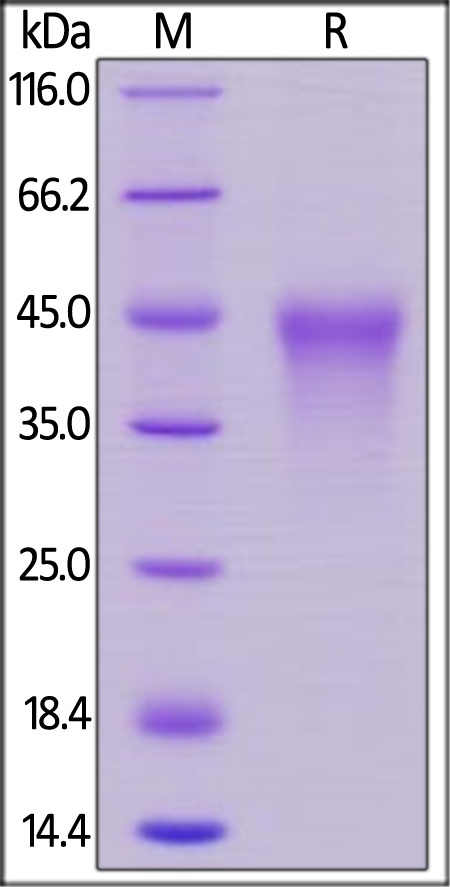 CD27 / TNFRSF7 Recombinant Protein