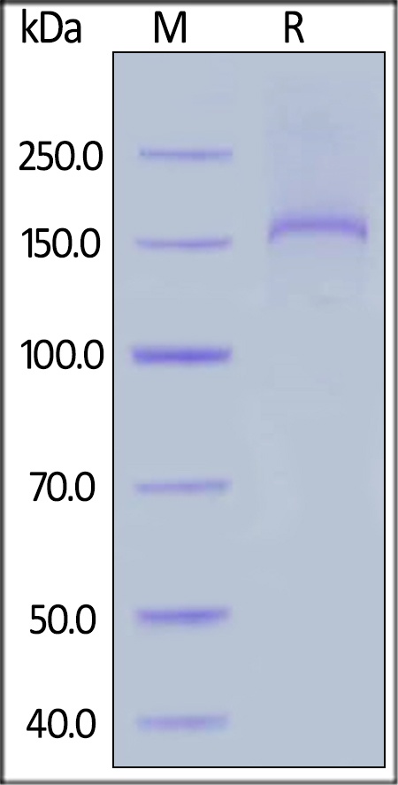 Thrombospondin-2 Recombinant Protein