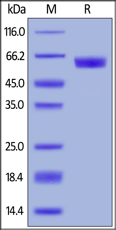 PD-1 / PDCD1 Recombinant Protein