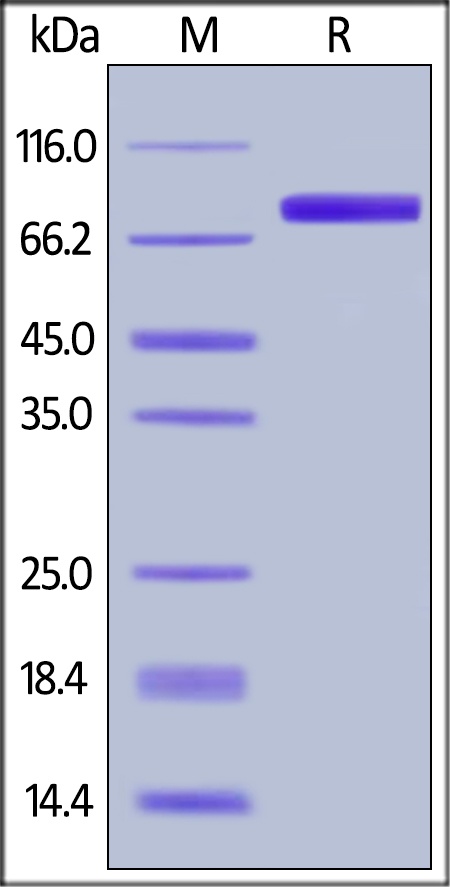 GM-CSF R alpha Recombinant Protein