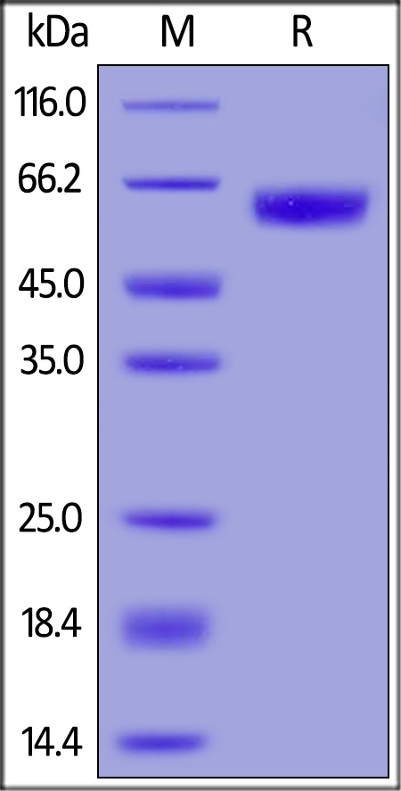 GM-CSF R alpha Recombinant Protein
