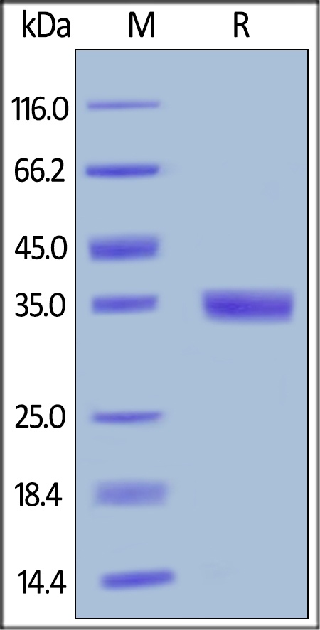 EGF Recombinant Protein