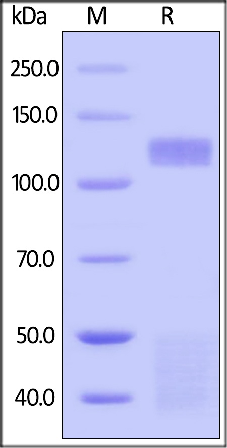 Insulin R / CD220 (28-944) Recombinant Protein